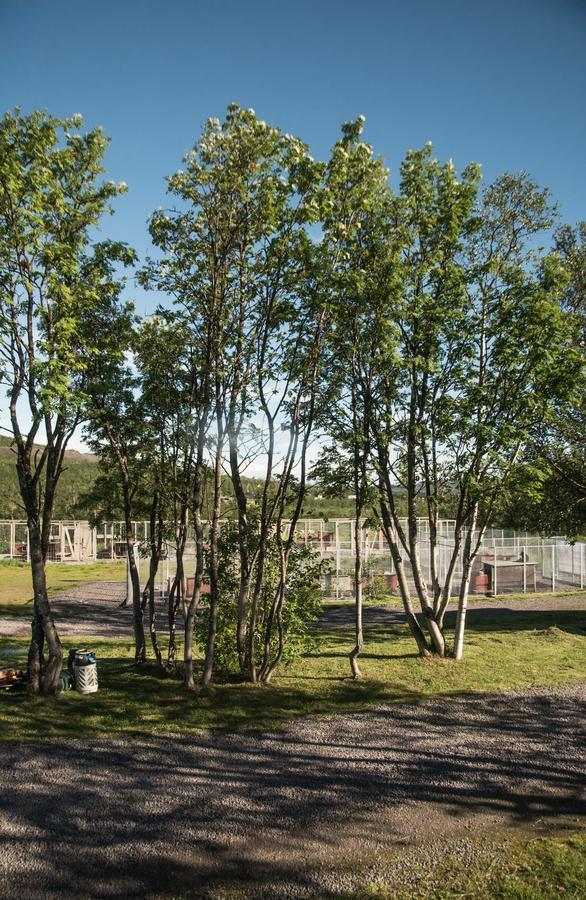 Husky Lodge Hostel Kiruna Esterno foto